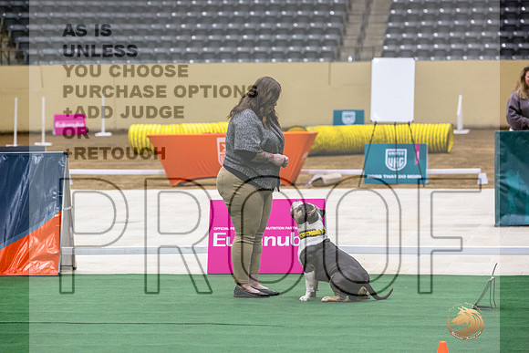American Pit Bull Terrier #162 Thurs 2-JJL_5408_UKCTDI2023-HR3
