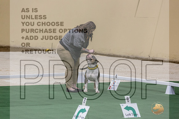 American Pit Bull Terrier #162 Thurs 2-JJL_5418_UKCTDI2023-HR3