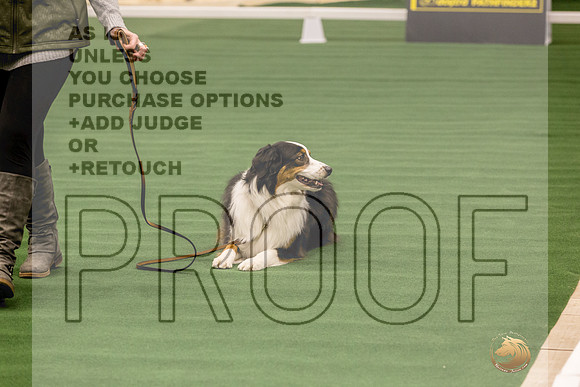 Australian Shepherd #138 Thurs-JJL_2523_UKCTDI2023-HR3
