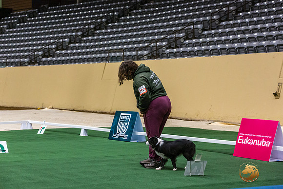 Border Collie #166 Thurs-JJL_6657_UKCTDI2023-HR3