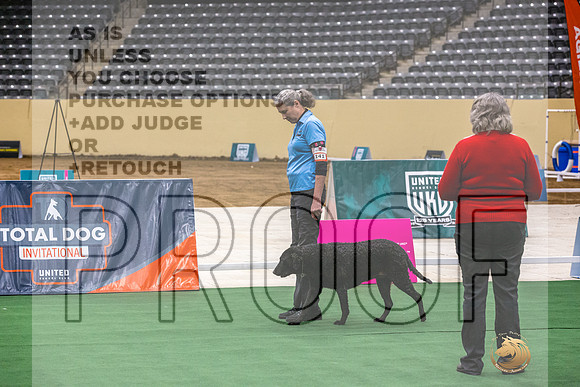 Curly Coat Retriever #141 Thurs-JJL_2961_UKCTDI2023-HR3