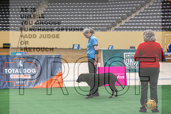 Curly Coat Retriever #141 Thurs-JJL_2962_UKCTDI2023-HR3