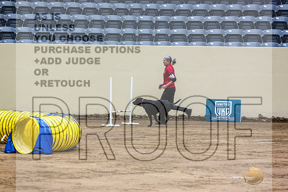 Curly Coated Retriever #141 Fri 1-JJL_6909_UKCTDI2023-HR3