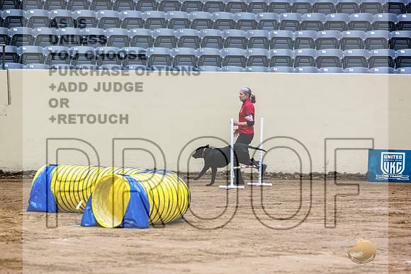 Curly Coated Retriever #141 Fri 1-JJL_6911_UKCTDI2023-HR3