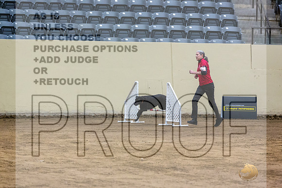 Curly Coated Retriever #141 Fri 1-JJL_6914_UKCTDI2023-HR3