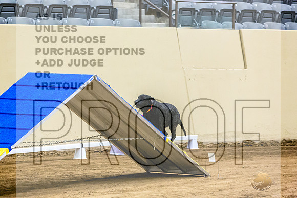 Curly Coated Retriever #141 Fri 1-JJL_6920_UKCTDI2023-HR3
