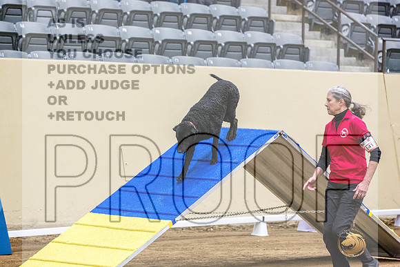 Curly Coated Retriever #141 Fri 1-JJL_6922_UKCTDI2023-HR3