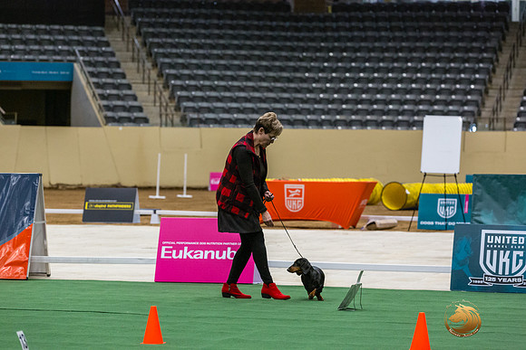 Dachshund #111 Thurs -JJL_6183_UKCTDI2023-HR3