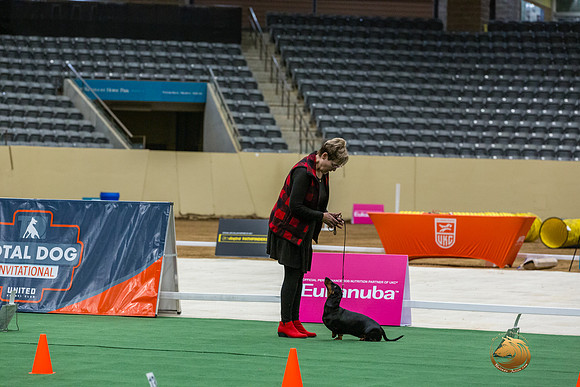 Dachshund #111 Thurs -JJL_6186_UKCTDI2023-HR3