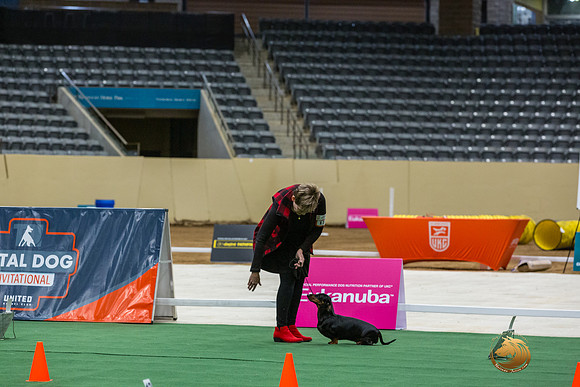 Dachshund #111 Thurs -JJL_6187_UKCTDI2023-HR3