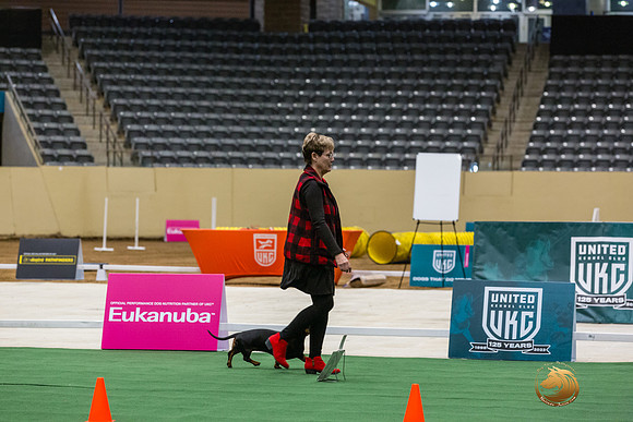 Dachshund #111 Thurs -JJL_6189_UKCTDI2023-HR3