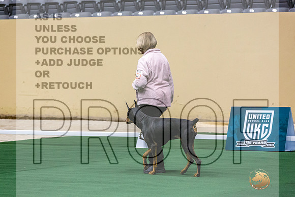 Doberman Pinscher #131 Thur 2-JJL_2625_UKCTDI2023-HR3