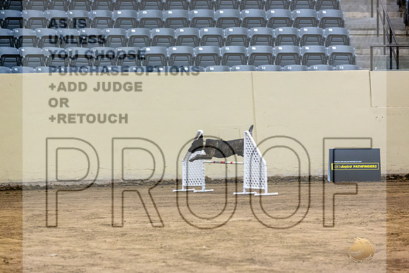 Dutch Shepherd #148 Fri 1-JJL_7300_UKCTDI2023-HR3