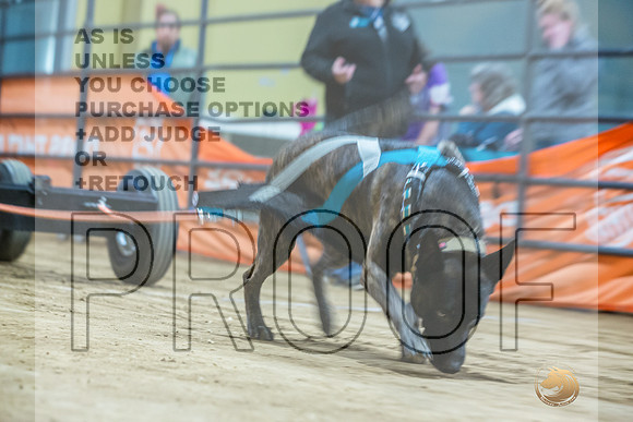 Dutch Shepherd #148 Fri WP-JJL_7417_UKCTDI2023-HR3