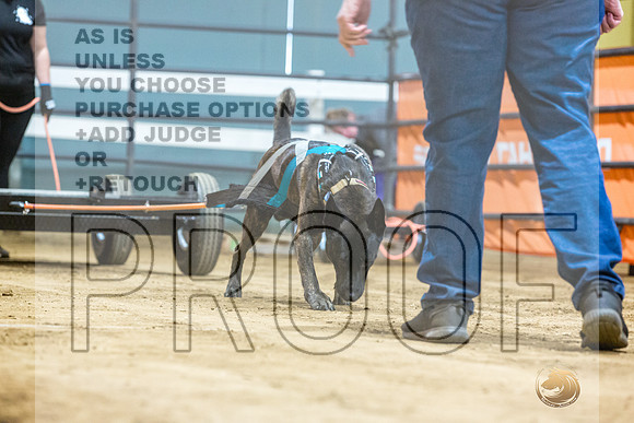 Dutch Shepherd #148 Fri WP-JJL_7685_UKCTDI2023-HR3