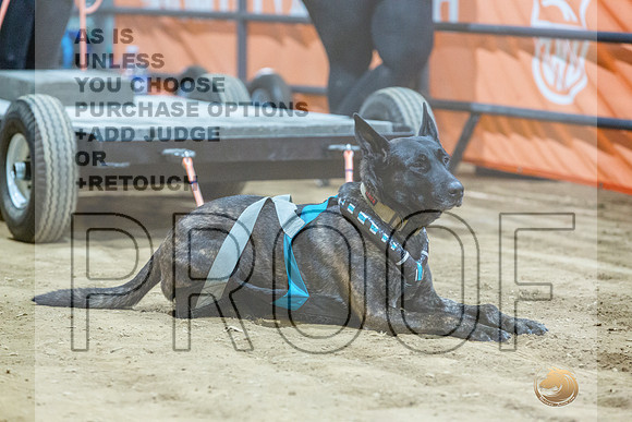 Dutch Shepherd #148 Fri WP-JJL_8228_UKCTDI2023-HR3