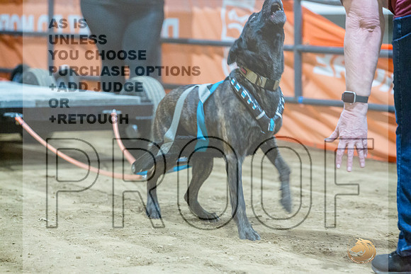 Dutch Shepherd #148 Fri WP-JJL_8230_UKCTDI2023-HR3
