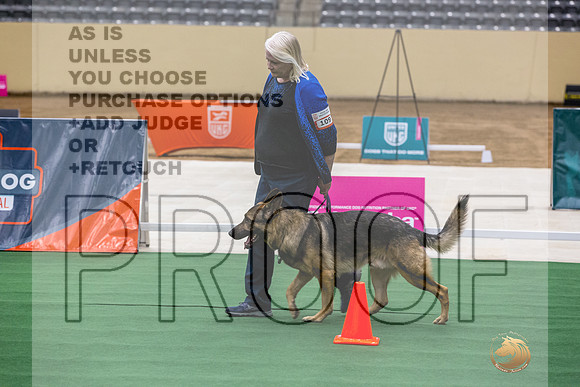 German Shepherd Dog #109 Thurs-JJL_1400_UKCTDI2023-HR3