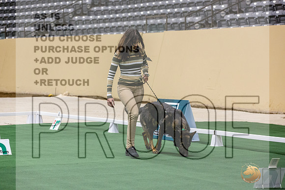 German Shepherd Dog #112 Thurs 3-JJL_6266_UKCTDI2023-HR3