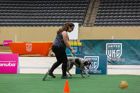 German Shorthaired Pointer #?? Thurs-JJL_6596_UKCTDI2023-HR3