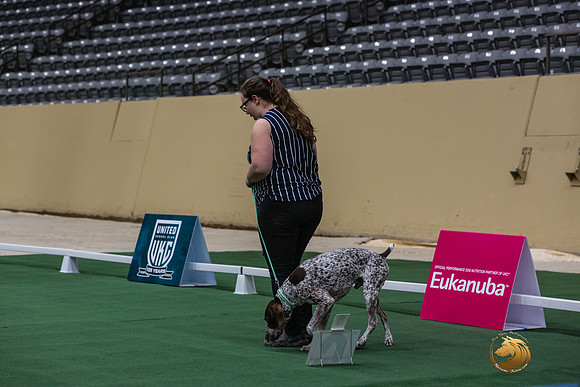 German Shorthaired Pointer #?? Thurs-JJL_6605_UKCTDI2023-HR3
