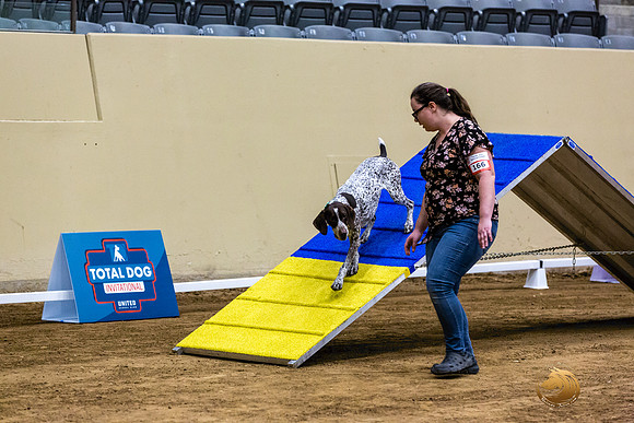 German Shorthaired Pointer #166 Fri 1-JJL_7322_UKCTDI2023-HR3