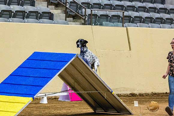 German Shorthaired Pointer #167 Fri 1-JJL_6938_UKCTDI2023-HR3