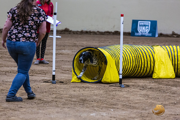 German Shorthaired Pointer #167 Fri 1-JJL_6943_UKCTDI2023-HR3