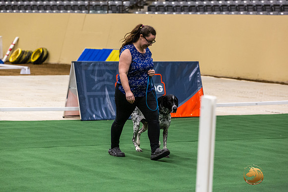 German Shorthaired Pointer #167 Thurs-JJL_1828_UKCTDI2023-HR3