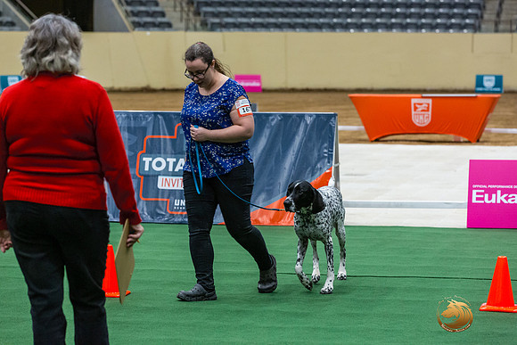 German Shorthaired Pointer #167 Thurs-JJL_1843_UKCTDI2023-HR3