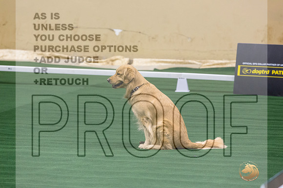 Golden Retriever #101 Thurs 2-JJL_2847_UKCTDI2023-HR3