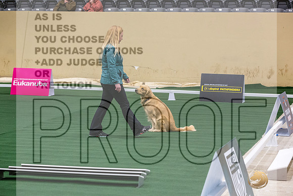 Golden Retriever #101 Thurs 2-JJL_2848_UKCTDI2023-HR3