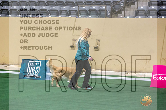 Golden Retriever #101 Thurs 2-JJL_2861_UKCTDI2023-HR3