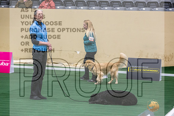 Golden Retriever #101 Thurs 2-JJL_2867_UKCTDI2023-HR3