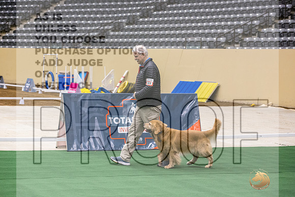 Golden Retriever #133 Thurs-JJL_3649_UKCTDI2023-HR3