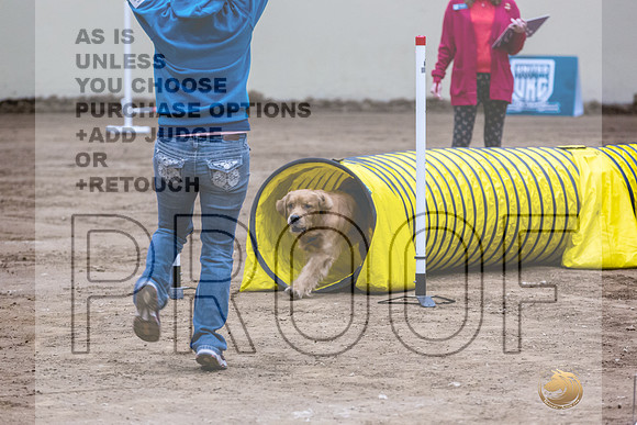 Golden Retriever #138 Fri 1-JJL_7077_UKCTDI2023-HR3