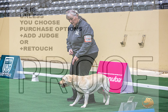 Labrador Retriever #150 Thurs 3-JJL_5618_UKCTDI2023-HR3
