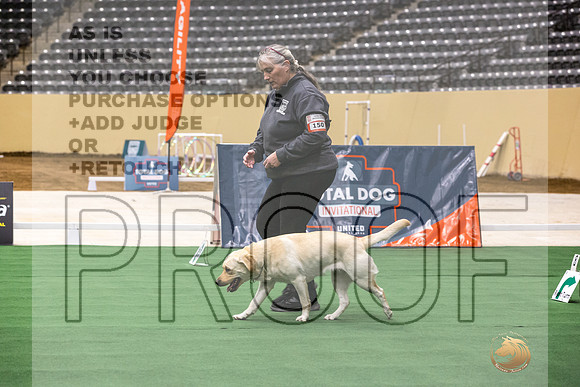 Labrador Retriever #150 Thurs 3-JJL_5620_UKCTDI2023-HR3