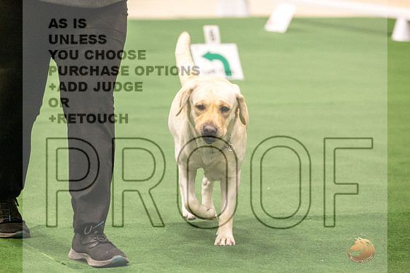 Labrador Retriever #150 Thurs 3-JJL_5632_UKCTDI2023-HR3