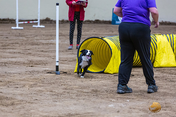 Miniature American Shepherd #124 Fri 1-JJL_6794_UKCTDI2023-HR3