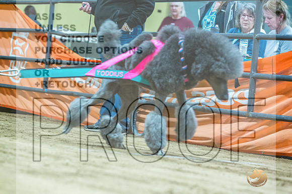 Poodle Std #? Fri WP-JJL_7953_UKCTDI2023-HR3
