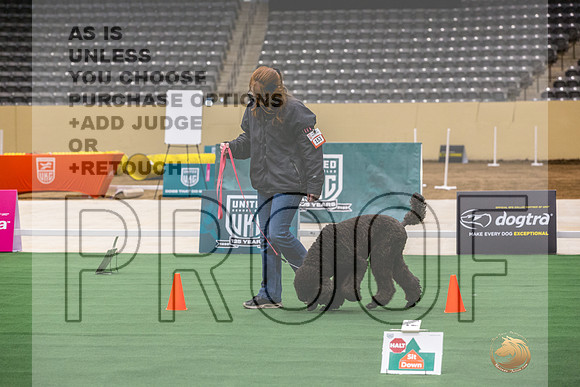 Poodle Std #153 Thurs 2-JJL_6501_UKCTDI2023-HR3