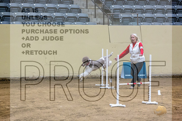 Poodle Std MC #142 Fri 1-JJL_7343_UKCTDI2023-HR3