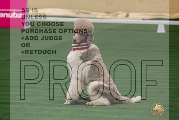 Poodle Std MC #142 Thurs-JJL_2708_UKCTDI2023-HR3
