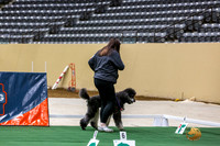 Poodle Std MC #156 Thurs 2