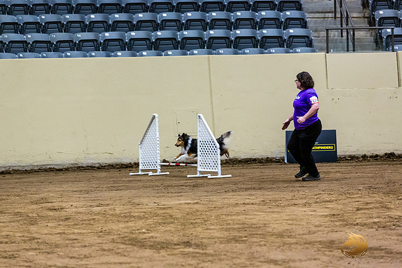 Shetland Sheepdog #122 Fri 1-JJL_7091_UKCTDI2023-HR3