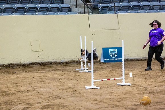 Shetland Sheepdog #122 Fri 1-JJL_7092_UKCTDI2023-HR3