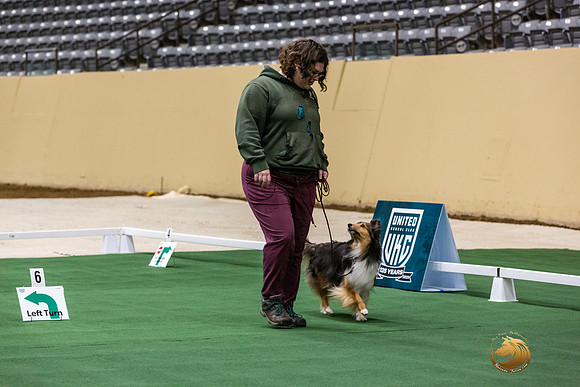 Shetland Sheepdog #122 Thurs 3-JJL_6447_UKCTDI2023-HR3