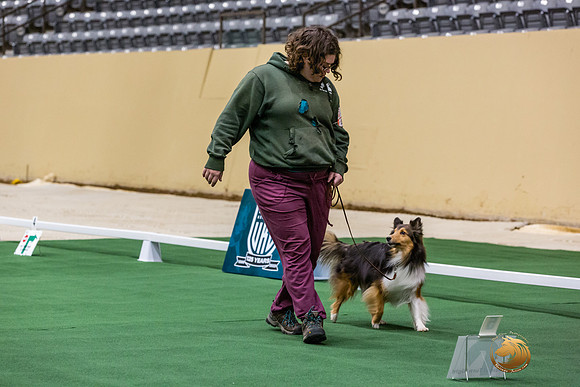 Shetland Sheepdog #122 Thurs 3-JJL_6449_UKCTDI2023-HR3