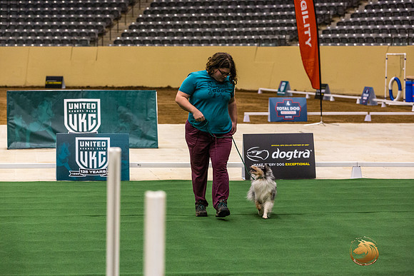 Shetland Sheepdog #123 Thurs-JJL_1468_UKCTDI2023-HR3